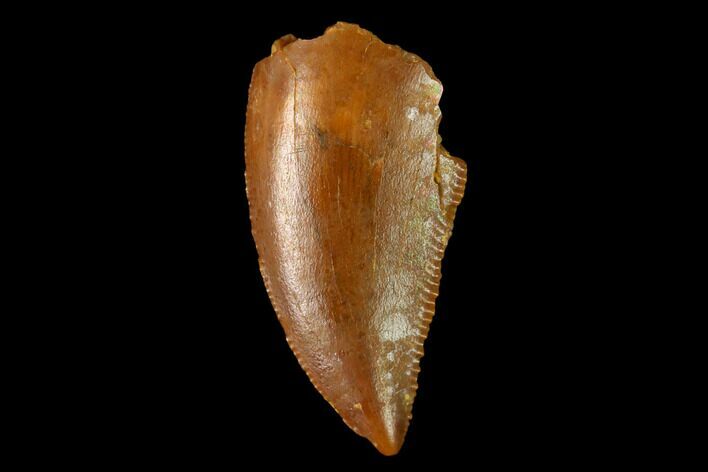 Serrated, Raptor Tooth - Real Dinosaur Tooth #152460